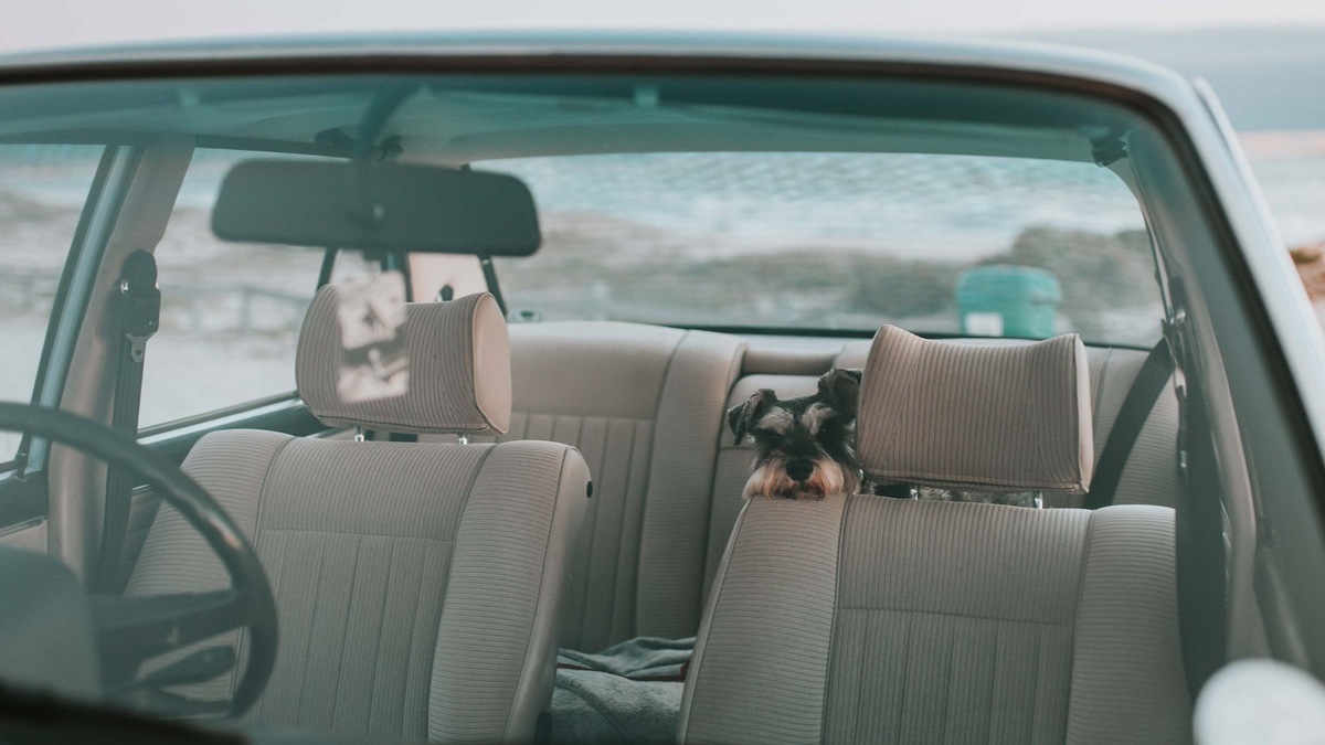    Укачивание у собак поддается профилактике