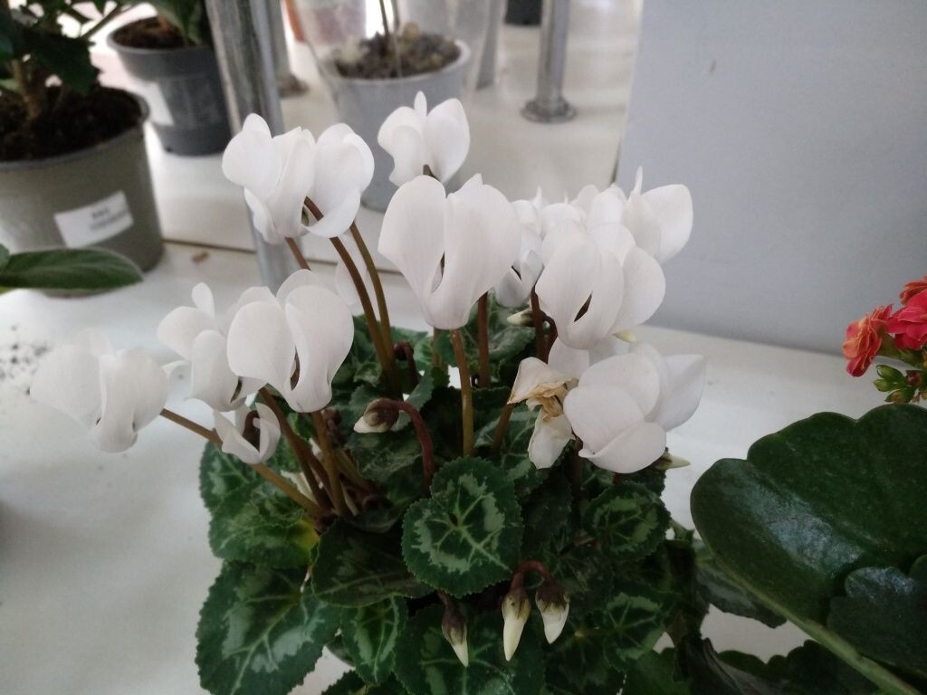  Цикламен персидский