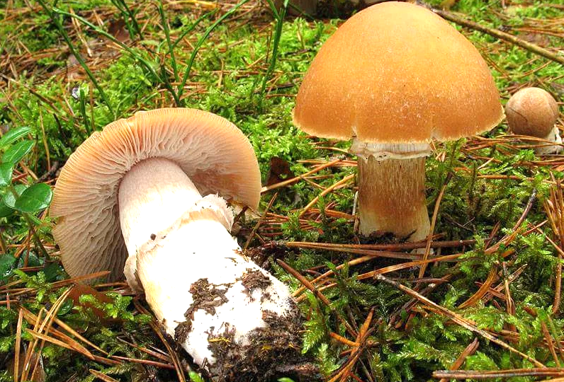 Колпак кольчатый