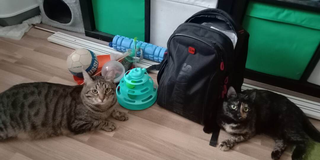 Когда в доме появилась кошка, кот очень изменился, и вот в какую сторону