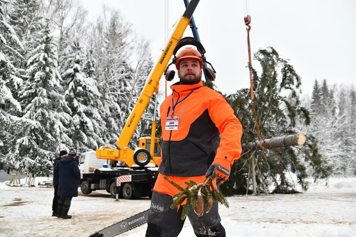    Каждый ростовчанин сможет бесплатно срубить елку к Новому году