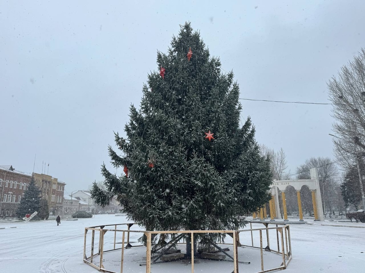    На центральной площади Энгельса установлена живая ельНовости Саратова и области – Сетевое издание «Репортер64»