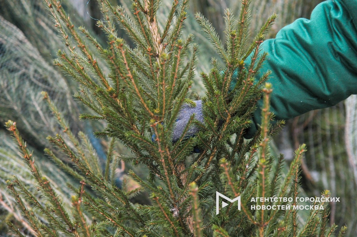 Фотограф: Александр Авилов