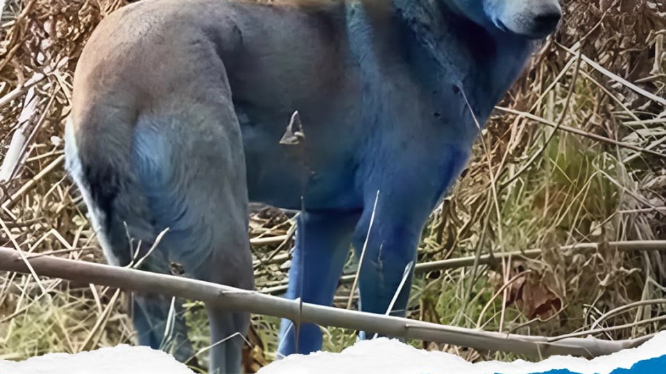 История собак с синей шерстью, обнаруженных в Чернобыльской зоне отчуждения в конце октября, получила неожиданное объяснение