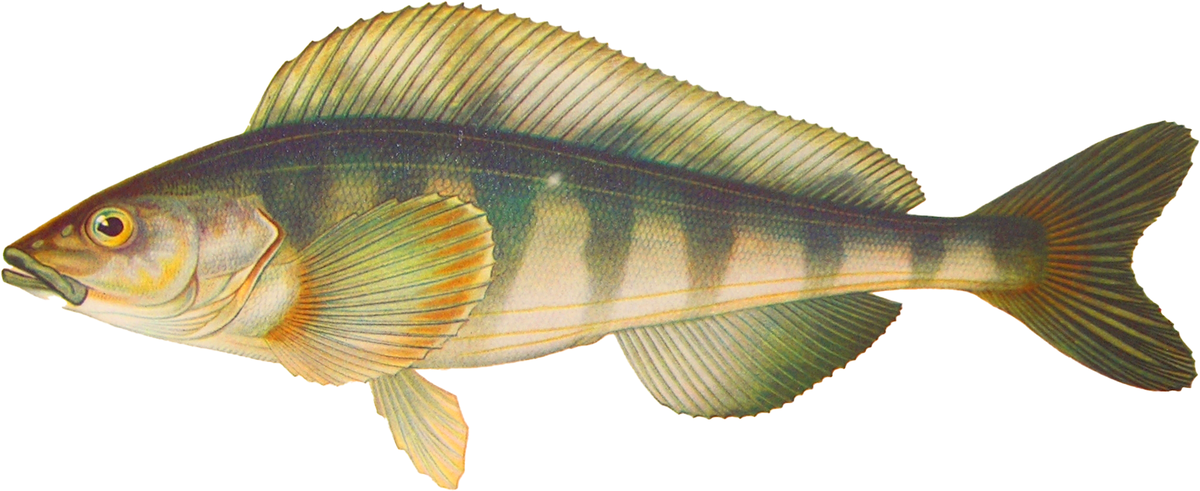 Pleurogrammus monopterygius