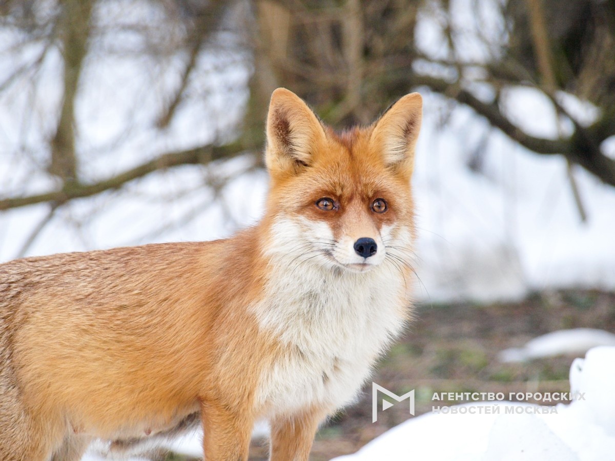 Фото пресс-службы департамента природопользования и охраны окружающей среды Москвы
