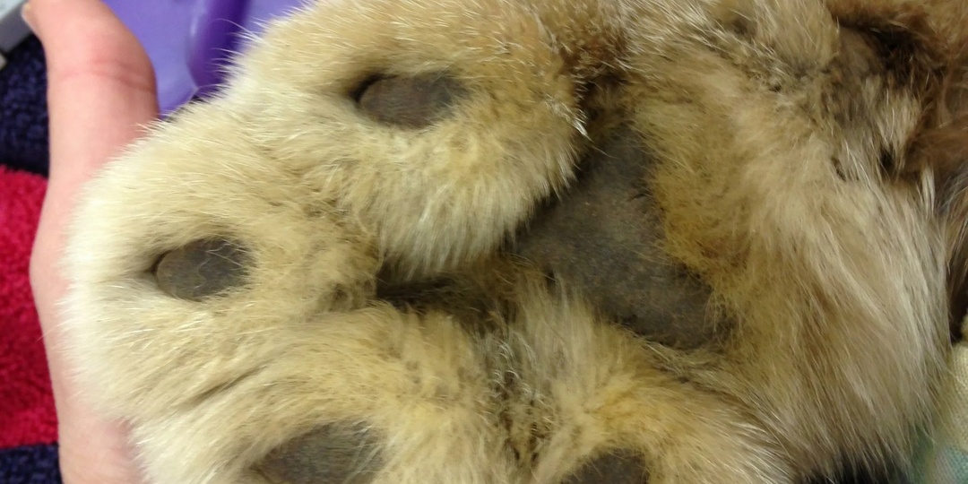 Канадская рысь: Её лапа, как у льва! Как кошке живётся с огромными ручищами?