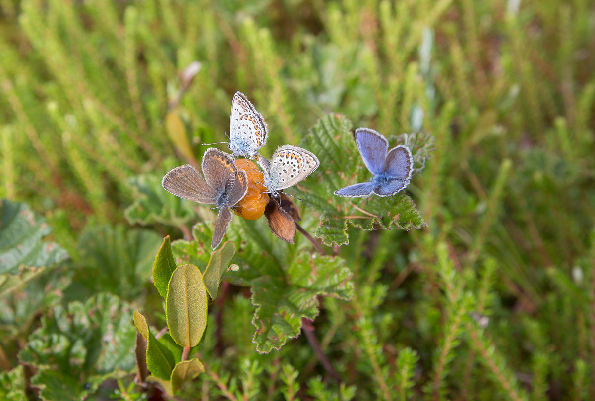 Автор фото: Анатолий Смирнов