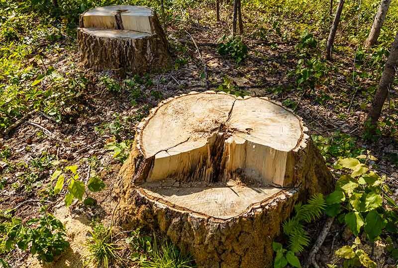 Дальневосточные кедровые леса не восстановились после рубок за 60 лет