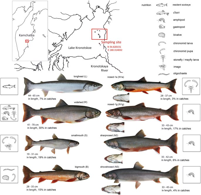 Гольцы озера Кронштадтское