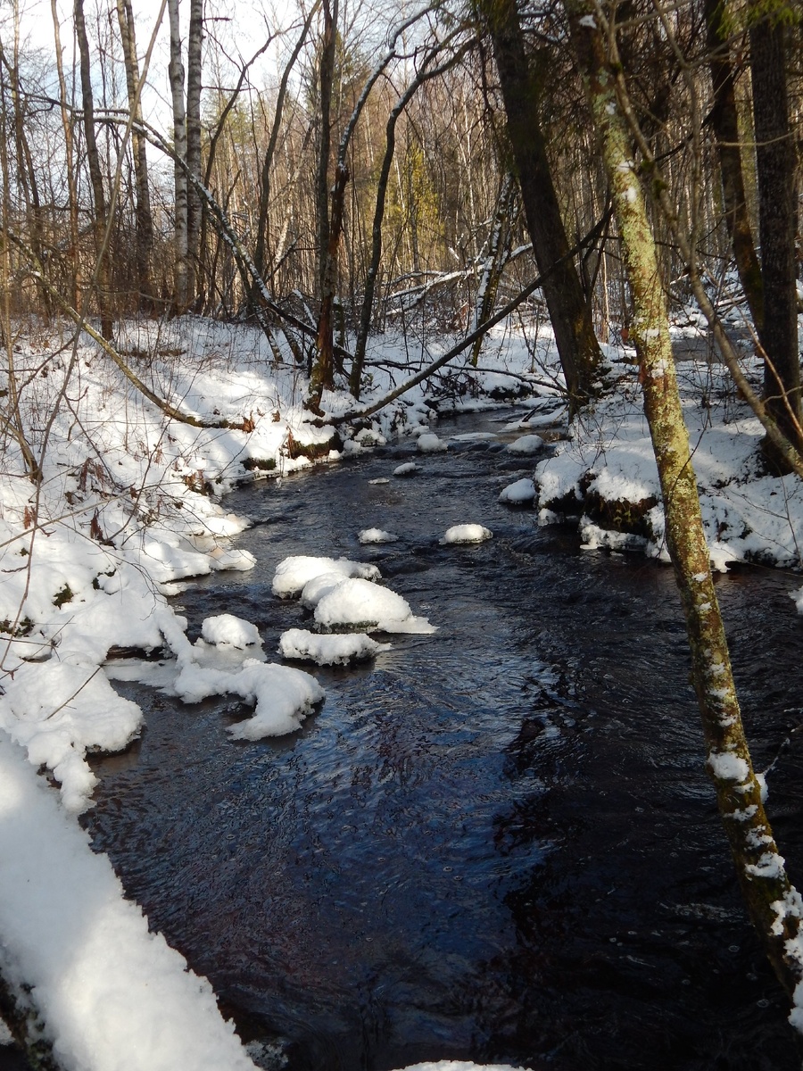 Автор фото: ведущий научный сотрудник, к.б.н. Татьяна Ивановна Олигер