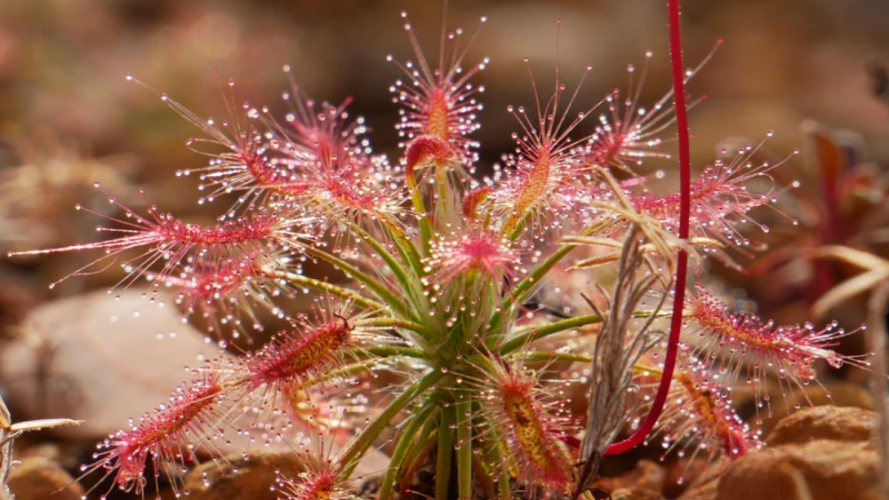     Фото: Thilo Alexander Krueger/Australian Wildlife Conservancy Drosera silvicol