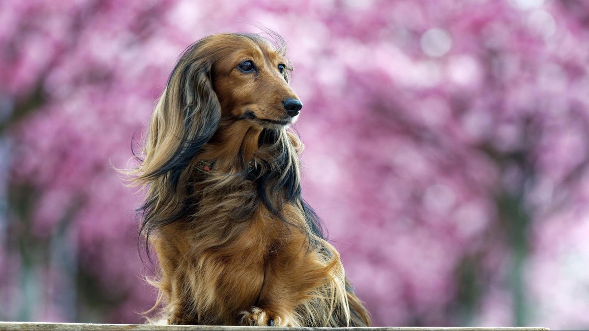   Коротколапые собаки обладают своим шармом, однако длина их лап сократилась не случайно