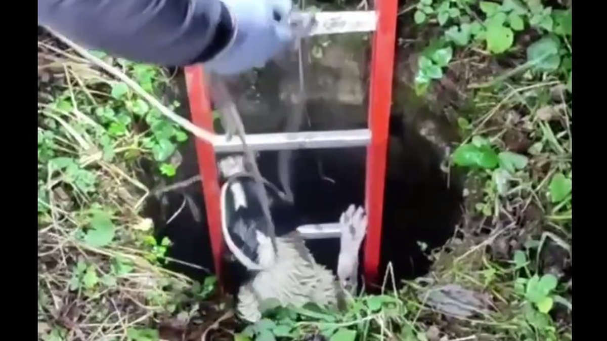    Фото: Скриншот видео Telegram-канал «Москва — новостная»