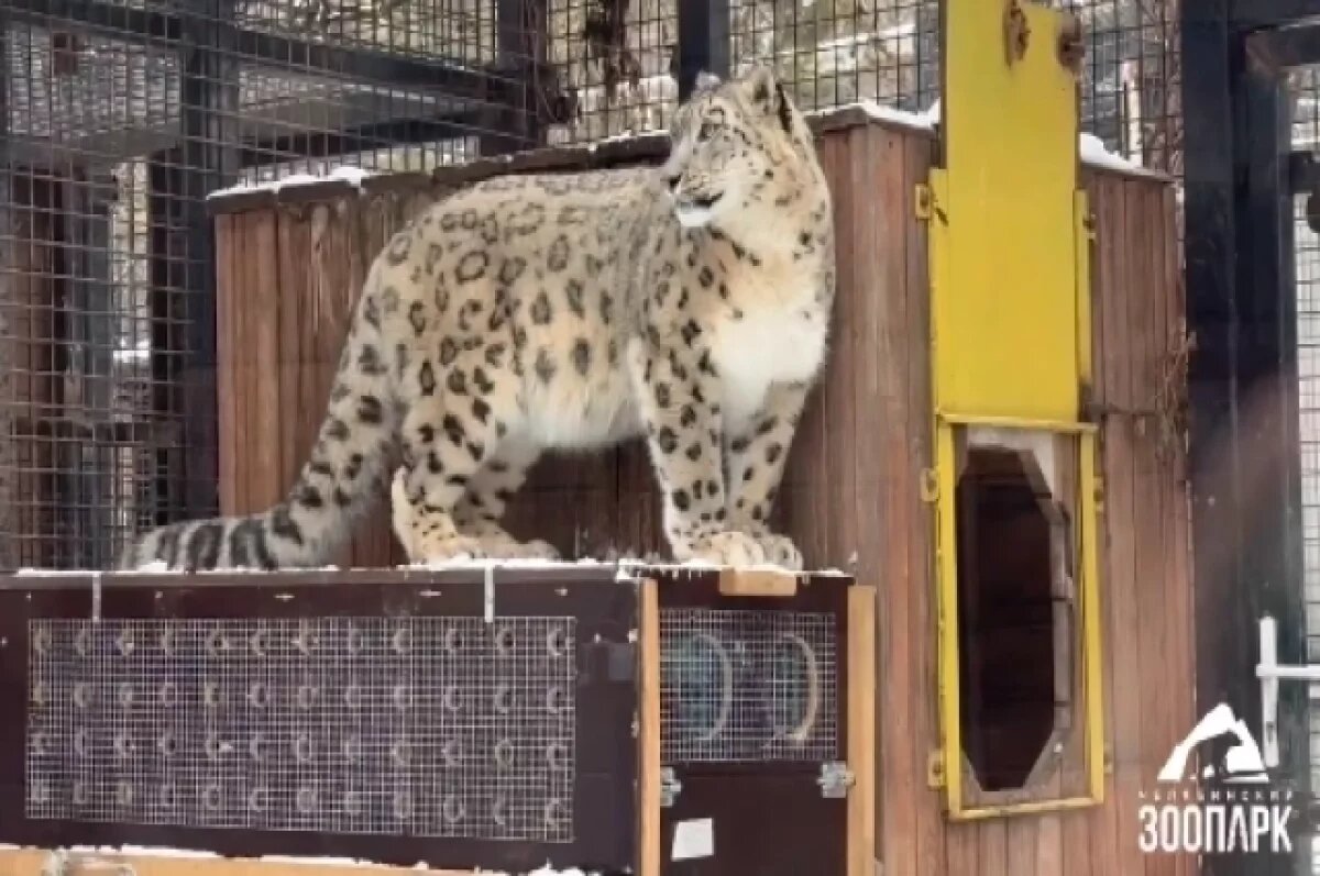    Барс Серебряна уехала из Челябинского зоопарка к другому самцу