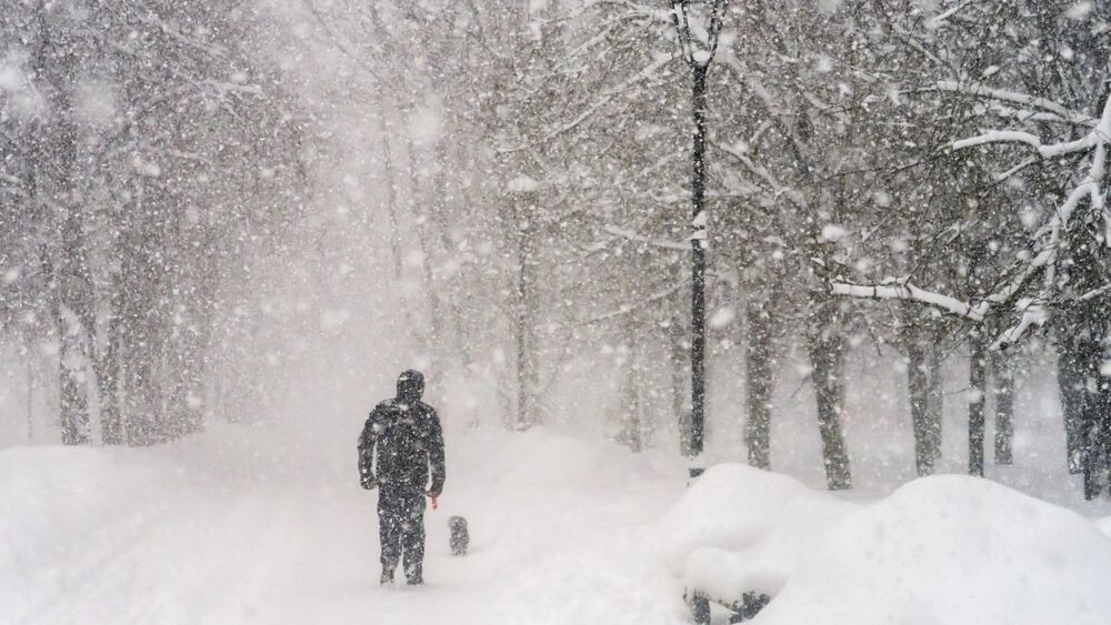    Фото: Ikebana Art-studio/Shutterstock/Fotodom
