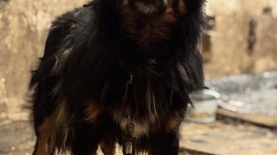 Помогите вытащить Ричика из отлова