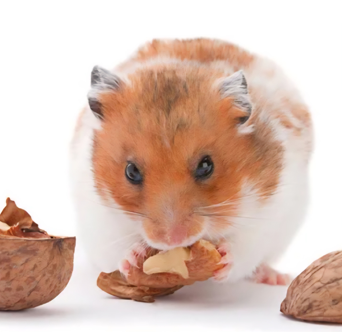 Хомячок ест грецкий орех