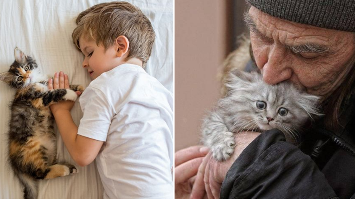 Кошек любят и стар, и млад