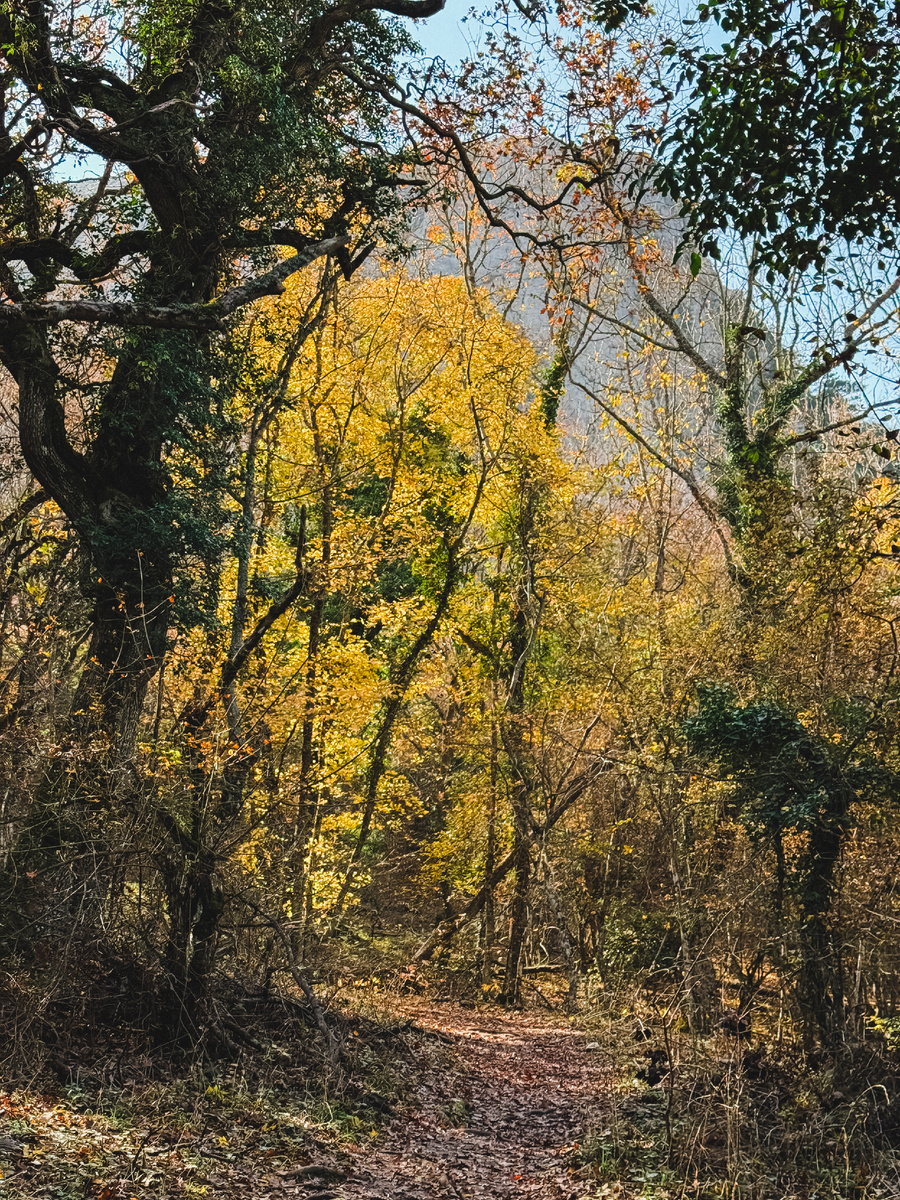 Отличительной особенностью здешнего леса является плющ! Он встречается практически на каждом дереве. 