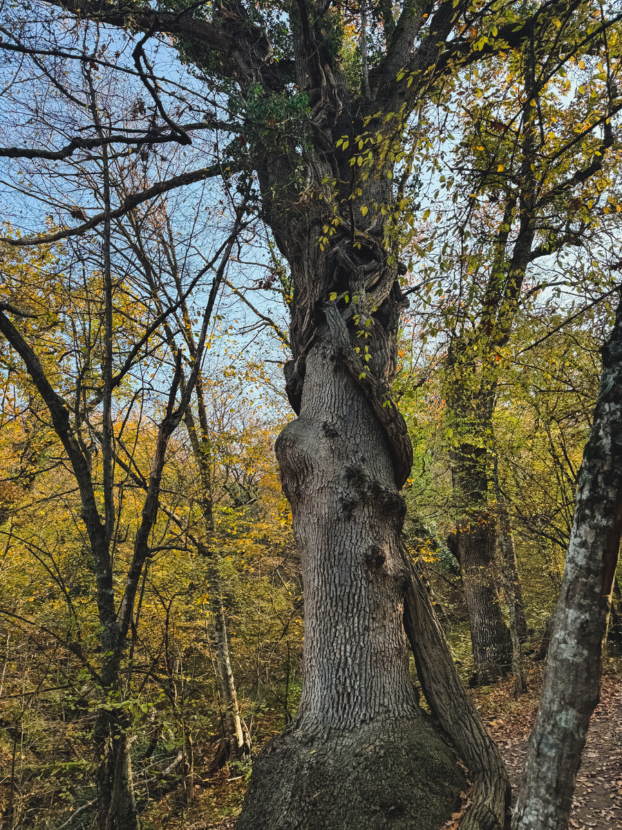 Неразлучные. 