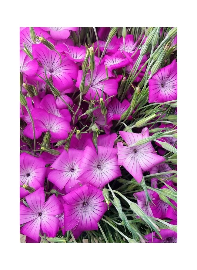 Агростемма Милашка