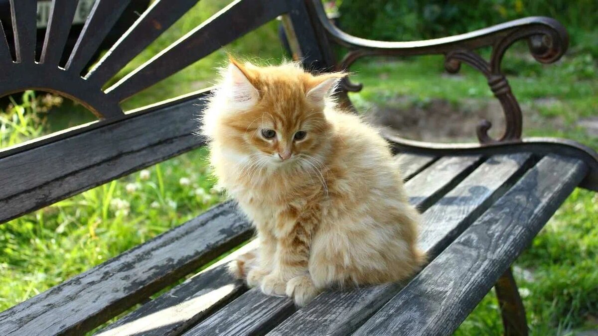 Картинка из свободного доступа