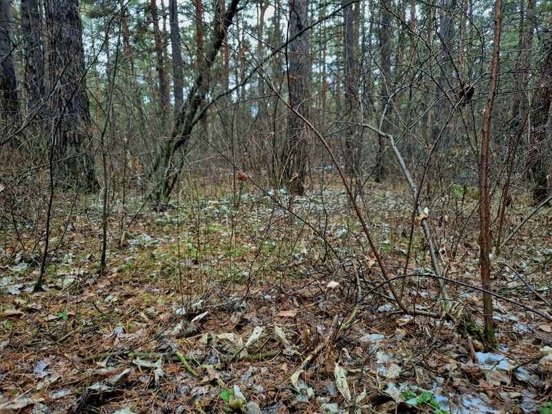 Великий рамочный путь. На первый взгляд - лес довольно простой, по факту, из-за хаотично растущего подлеска, здесь довольно сложно пройти даже без прибора.