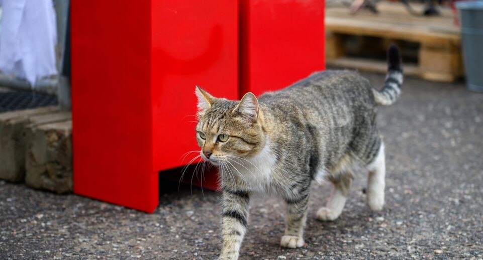    Кот идет по дороге / Медиасток.рф