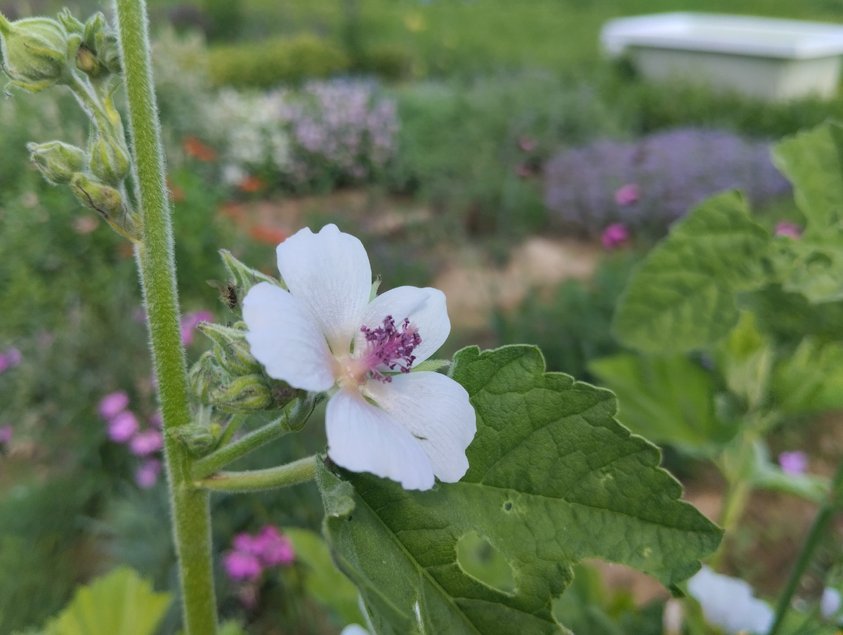 Алтей лекарственный