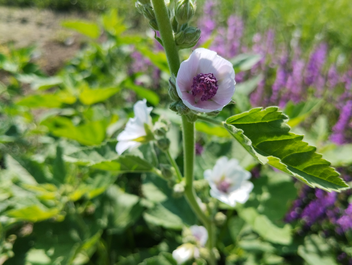 Алтей лекарственный