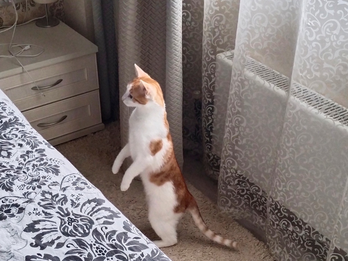 Услышали что-то подозрительное?