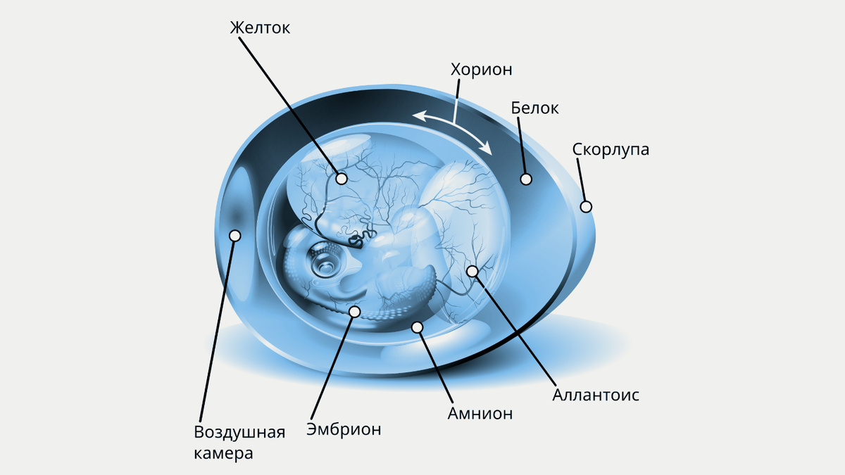     Фото: Wikipedia.org Аллантоис похож на продолговатый пузырь. Но находится он не внутри тела цыпленка, а снаружи, в пространстве под скорлупой