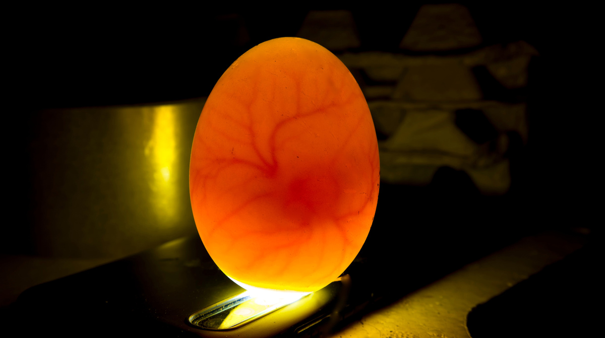     Фото: malshkoff/Shutterstock/FOTODOM Аллантоис — это не просто мешок для отходов. Это центральный узел, соединяющий зародыш с внешним миром, его легкие и выделительная система в одном лице