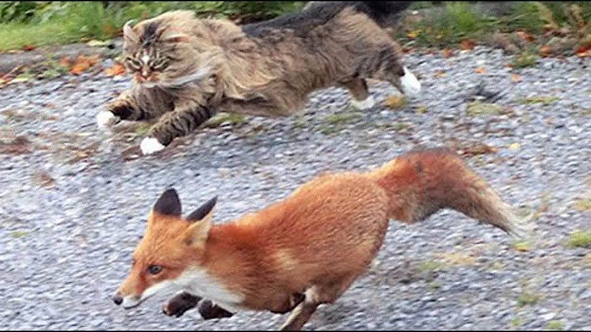 Фото из Яндекса. Спасибо автору. 