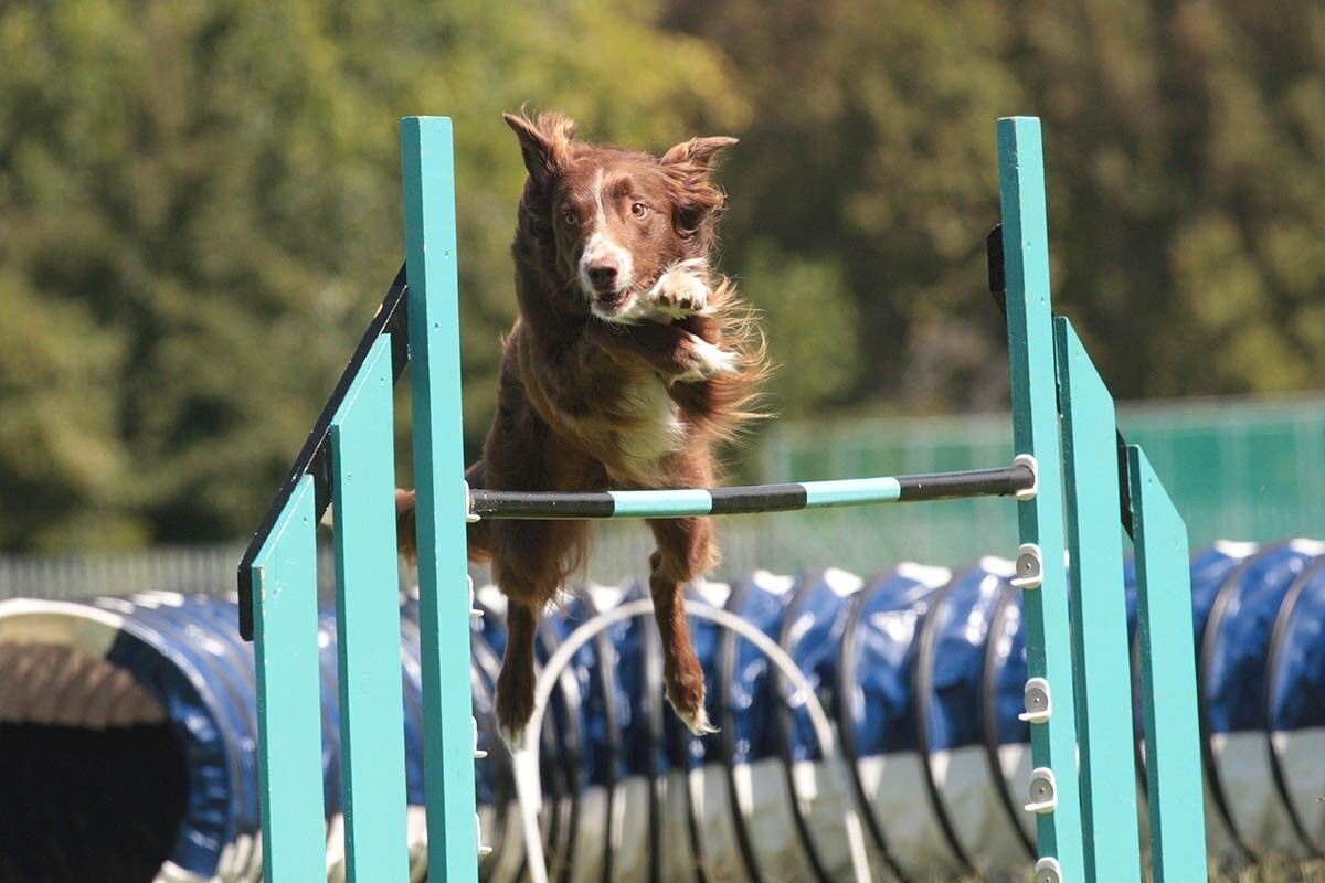Бордер-колли любят заниматься с хозяином и хороши в аджилити. Источник: Mackland / Shutterstock / FOTODOM📷
