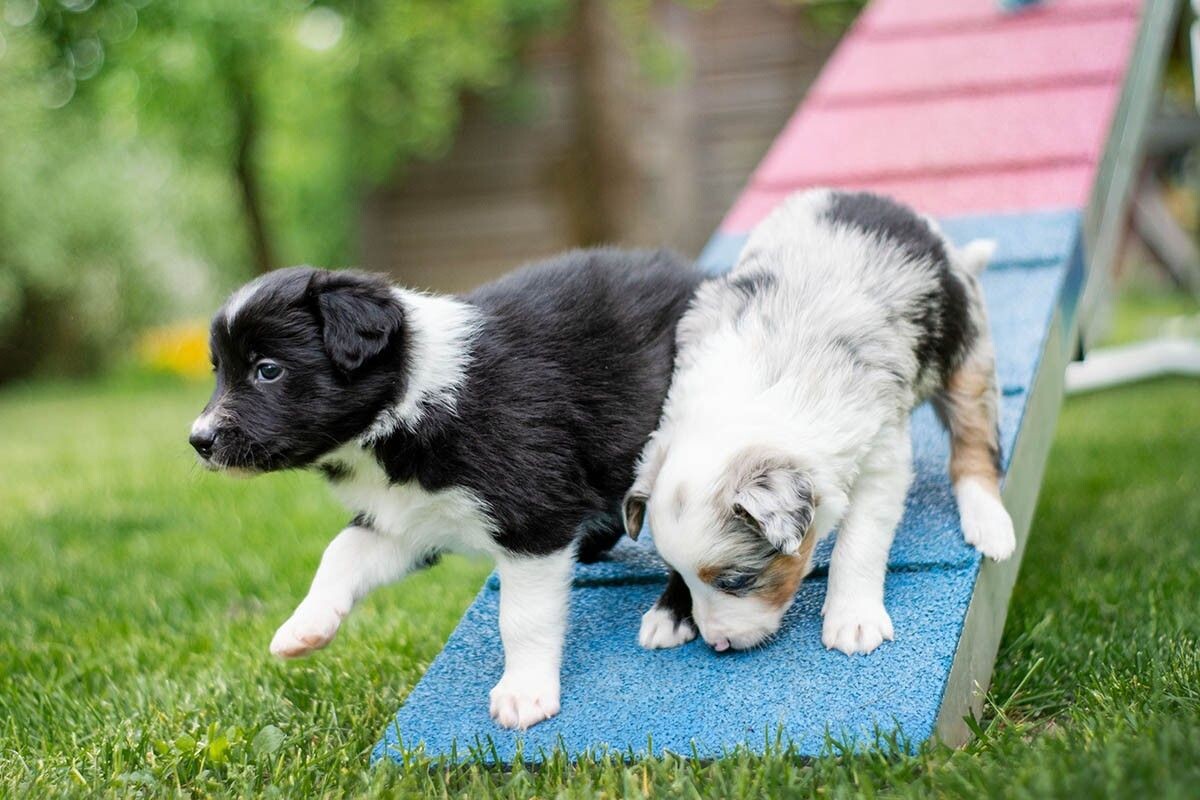 Начиная заниматься с щенком, помните о безопасности. Источник: Alexandra Kruspe / Shutterstock / FOTODOM📷
