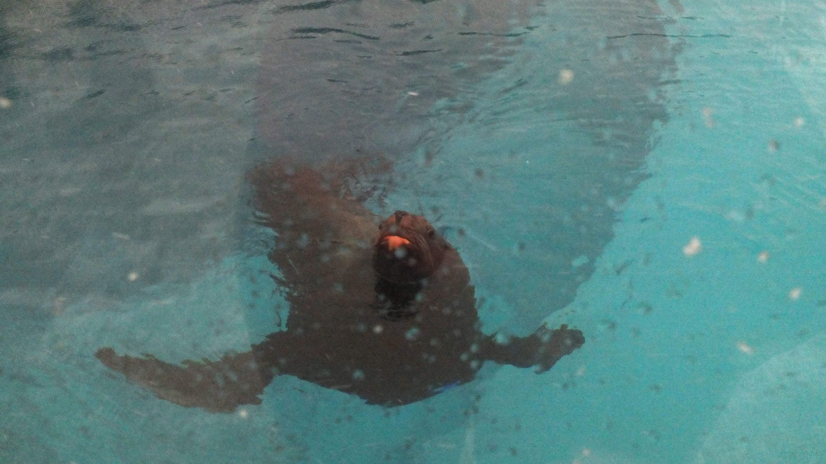 Автор фото Погодина Г.В.