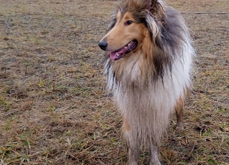 Пастушья служба. Открытие сезона 2025/26