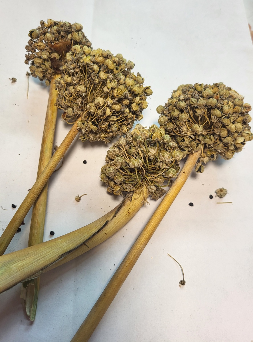 Созревшие соцветия лука