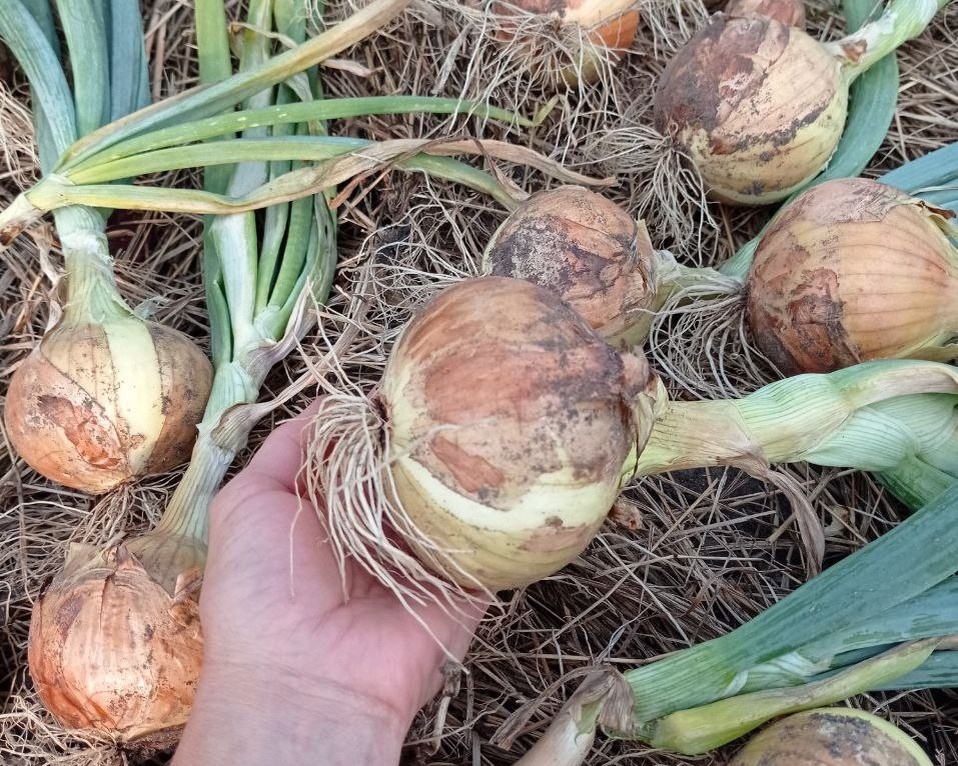 фото подписчицы Дачного агронома