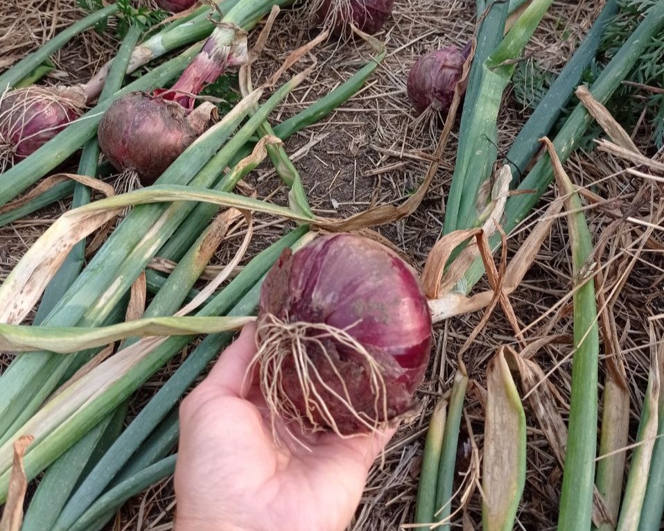 фото ученицы Дачного агронома