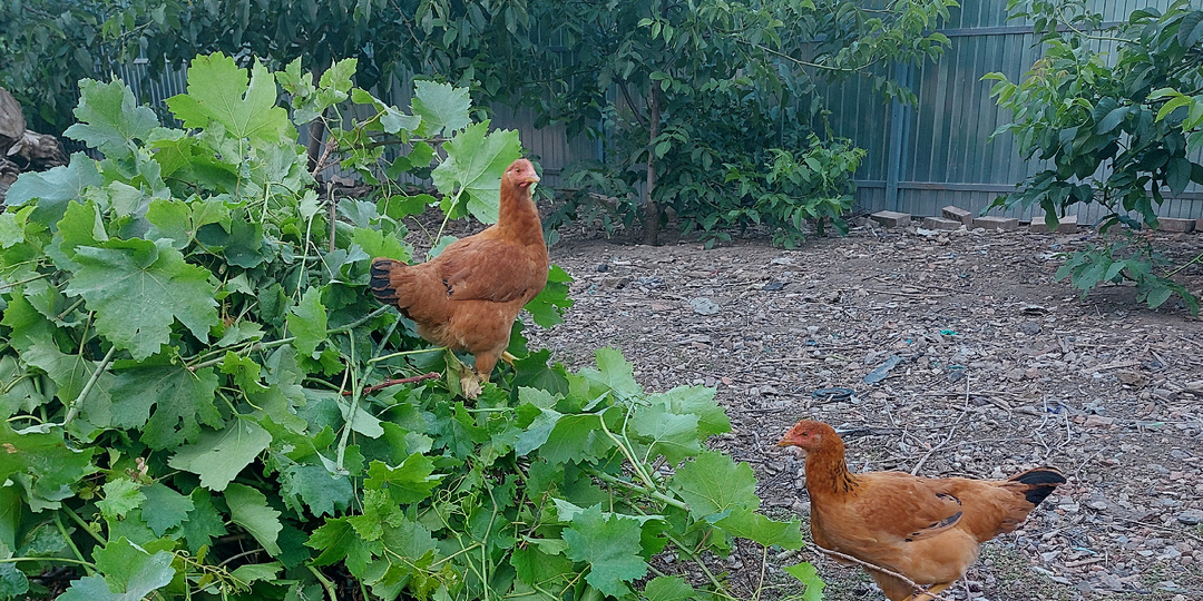 Жизнь на пенсии. Что в нашем хозяйстве: куры, утки, индюки. Выгодно или нет
