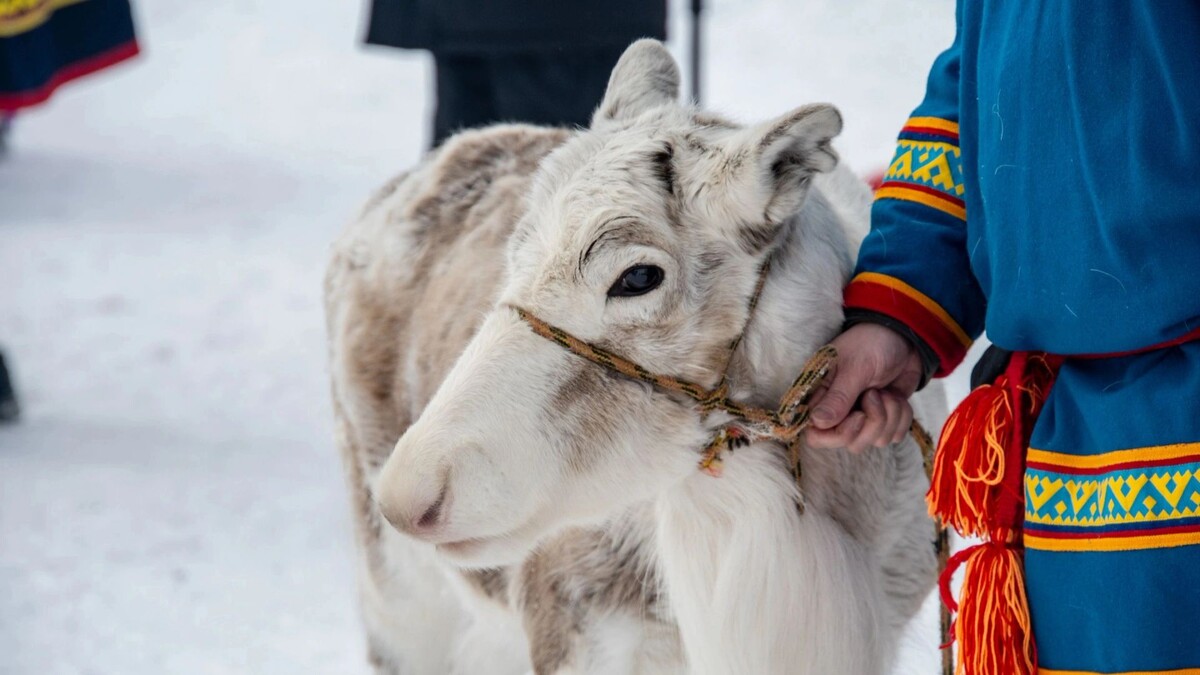    Фото: Юрий Здебский/«Ямал-Медиа»