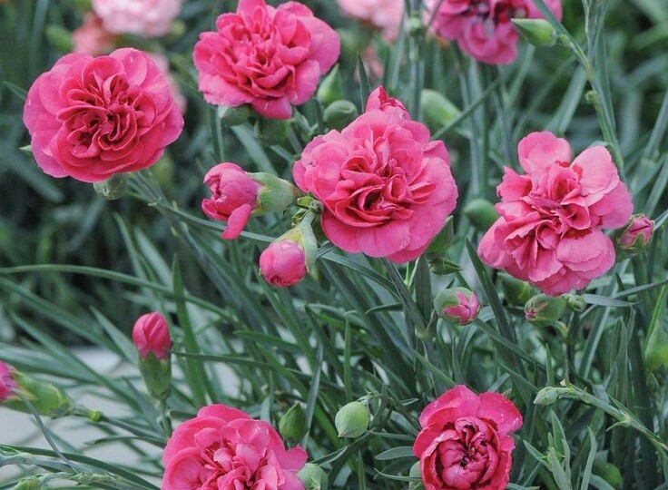 Какие цветы посадить в декабре на рассаду: полный список растений с долгим периодом вегетации