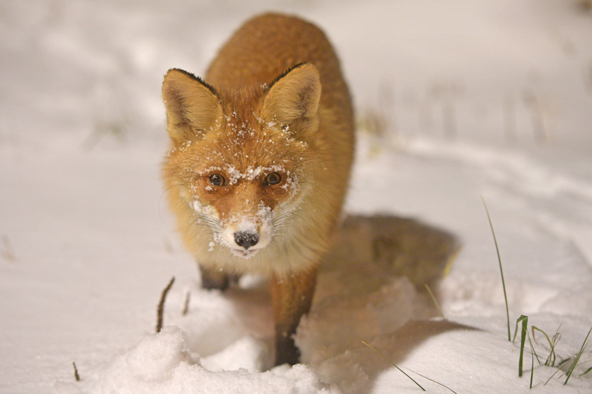     Фото: Komsomolskaya Pravda / Global Look Press