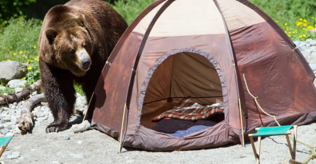 Бывалый охотник открыл мне глаза. Научил почему в лесу он не никогда ночует в палатке, а таскает с собой тент