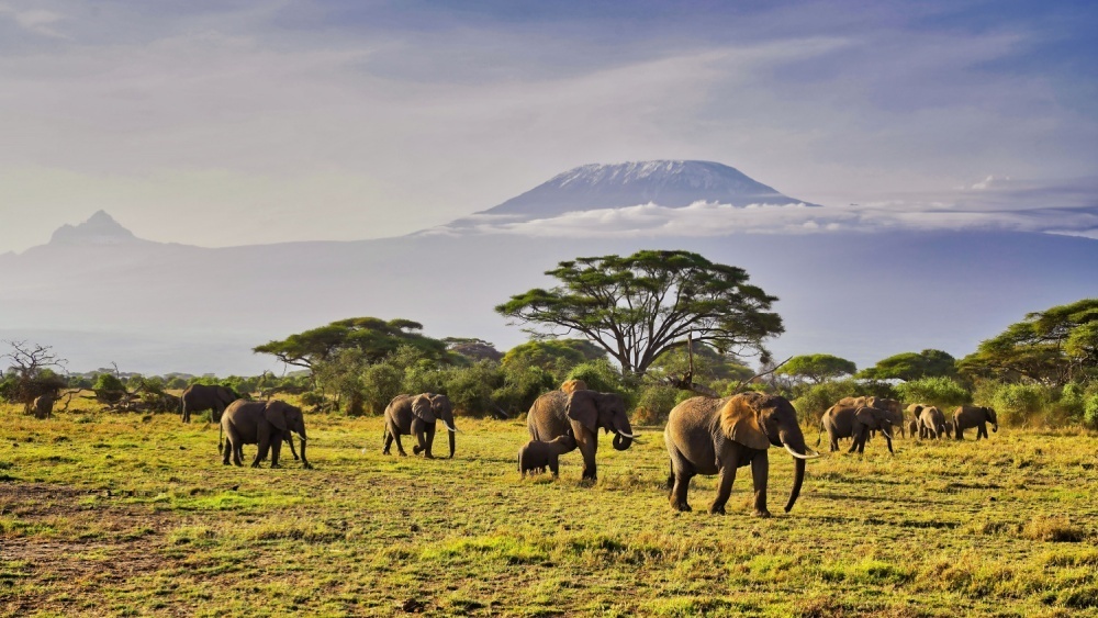     Фото: CK-TravelPhotos/Shutterstock/FOTODOM Кения (нацпарк «Амбосели»)