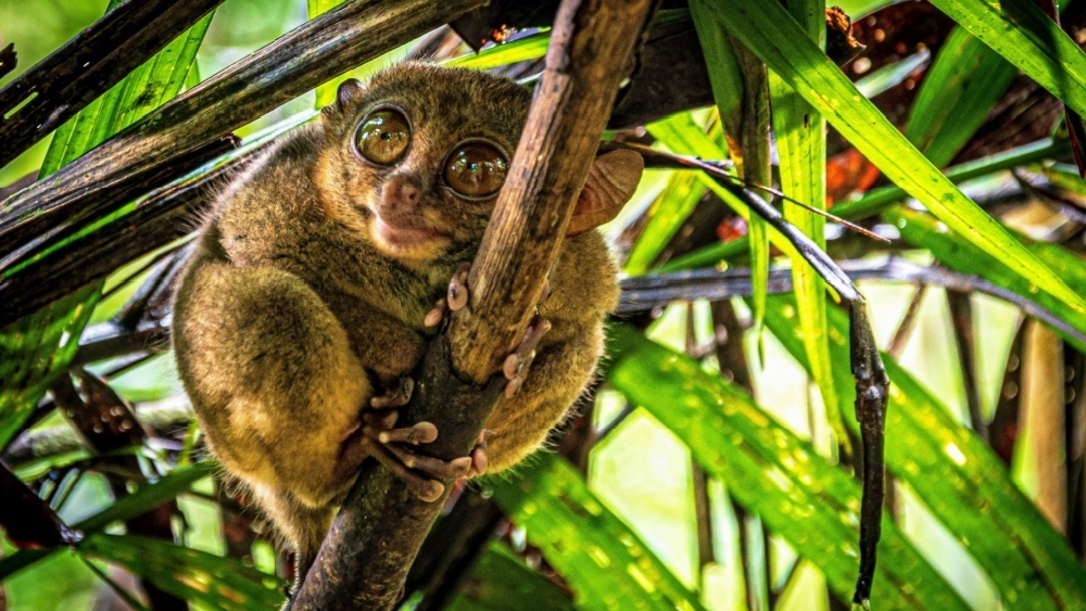     Фото: Ugo Burlini/Shutterstock/FOTODOM Долгопят в Филиппинах