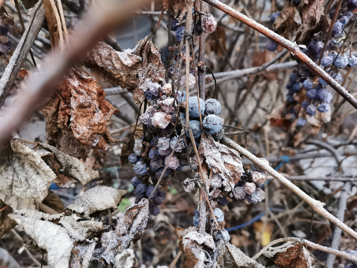 Садовый виноград